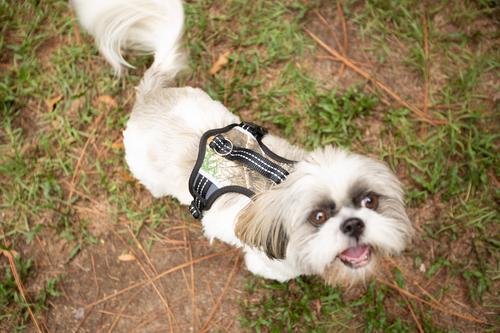 Show full view: Doggy Tales Realtree 2X Sport Dog Harness, Snow, Large slide 6 of 6