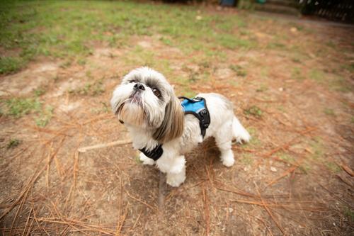 Show full view: Doggy Tales Realtree 2X Sport Dog Harness, Surf Blue, Medium slide 5 of 8