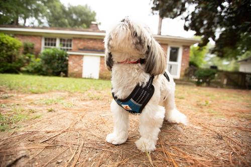 Show full view: Doggy Tales Realtree 2X Sport Dog Harness, Surf Blue, Medium slide 6 of 8