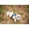 Show in main carousel: Doggy Tales Realtree 2X Sport Dog Harness, Surf Blue, Medium slide 7 of 8