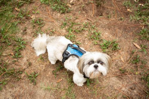 Show full view: Doggy Tales Realtree 2X Sport Dog Harness, Surf Blue, Medium slide 7 of 8