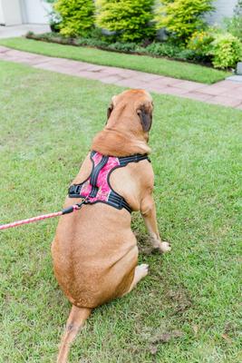 Show full view: Doggy Tales Realtree 2X Sport Dog Harness, Paradise Pink, Medium slide 4 of 8