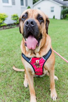 Show full view: Doggy Tales Realtree 2X Sport Dog Harness, Paradise Pink, Medium slide 5 of 8