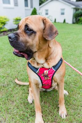 Show full view: Doggy Tales Realtree 2X Sport Dog Harness, Paradise Pink, Medium slide 6 of 8