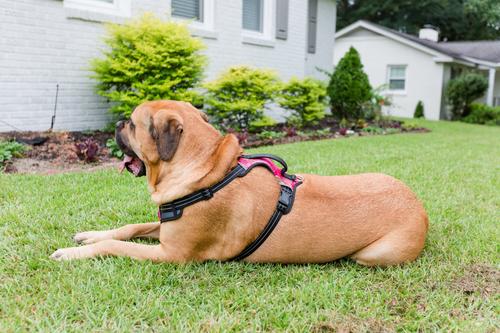 Show full view: Doggy Tales Realtree 2X Sport Dog Harness, Paradise Pink, Medium slide 7 of 8