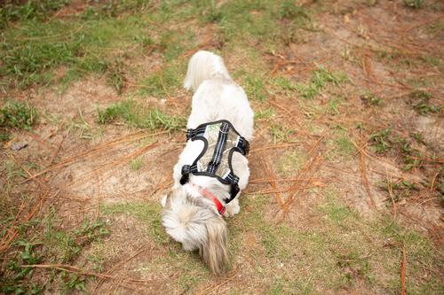 Show full view: Doggy Tales Realtree 2X Sport Dog Harness, Edge, Small slide 3 of 3