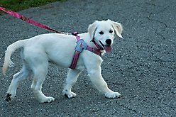 Doggy Tales Realtree Step In V Dog Harness, Paradise Pink, Small slide 2 of 3
