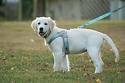 Doggy Tales Realtree Step In V Dog Harness, Sea Glass, Medium slide 2 of 3