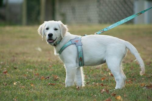 Show full view: Doggy Tales Realtree Step In V Dog Harness, Sea Glass, Medium slide 2 of 3