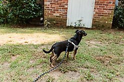 Doggy Tales Realtree Step In V Dog Harness, Snow, Small slide 2 of 5