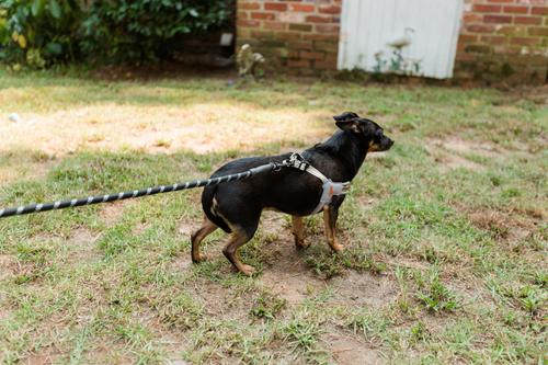 Show full view: Doggy Tales Realtree Step In V Dog Harness, Snow, Small slide 5 of 6