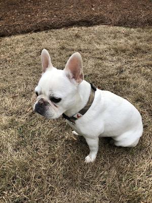 Show full view: Doggy Tales Realtree Adjustable Dog Collar, Edge, Small slide 2 of 3