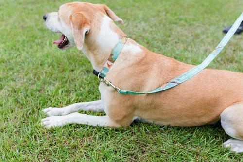 Show full view: Doggy Tales Realtree Adjustable Dog Collar, Sea Glass, Small slide 2 of 6