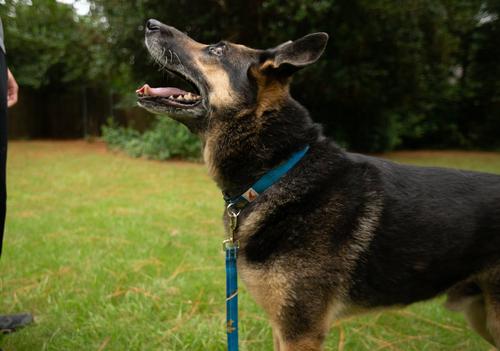 Show full view: Doggy Tales Realtree Adjustable Dog Collar, Surf Blue, Small slide 2 of 3