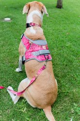 Doggy Tales Realtree Adjustable Dog Collar, Paradise Pink, Small slide 2 of 8