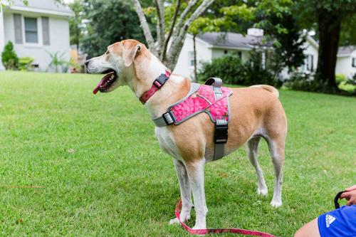 Show full view: Doggy Tales Realtree Adjustable Dog Collar, Paradise Pink, Small slide 3 of 8