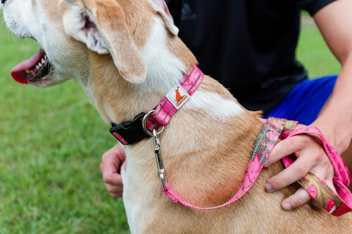 Show full view: Doggy Tales Realtree Adjustable Dog Collar, Paradise Pink, Small slide 5 of 8