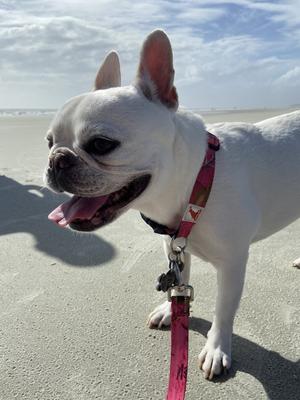 Show full view: Doggy Tales Realtree Adjustable Dog Collar, Paradise Pink, Small slide 6 of 8