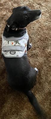 Show full view: Doggy Tales Realtree Adjustable Dog Collar, Snow, Small slide 3 of 5