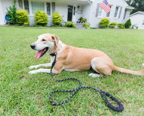 Show full view: Doggy Tales Realtree Adjustable Dog Collar, Snow, Small slide 4 of 5