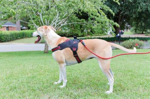 Show full view: Doggy Tales Patented Hart Dog Harness, Red, 45 slide 7 of 8