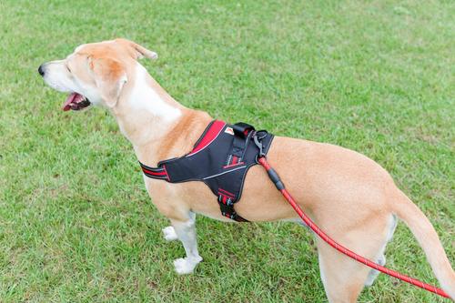 Show full view: Doggy Tales Patented Hart Dog Harness, Red, 45 slide 8 of 8