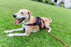 Doggy Tales Patented Hart Dog Harness, Red, 55 slide 2 of 8