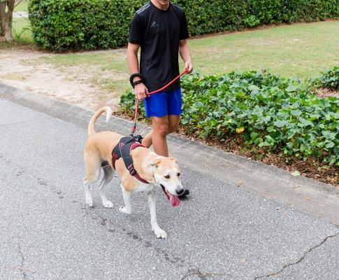 Show full view: Doggy Tales Patented Hart Dog Harness, Red, 60 slide 9 of 9