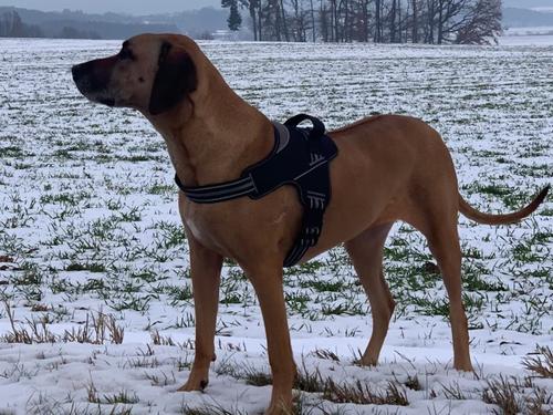 Show full view: Doggy Tales Patented Hart Dog Harness, Gray, 55 slide 2 of 8