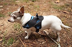 Doggy Tales Patented Hart Dog Harness, Blue, 45 slide 2 of 7