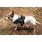 Show in main carousel: Doggy Tales Patented Hart Dog Harness, Blue, 45 slide 3 of 8