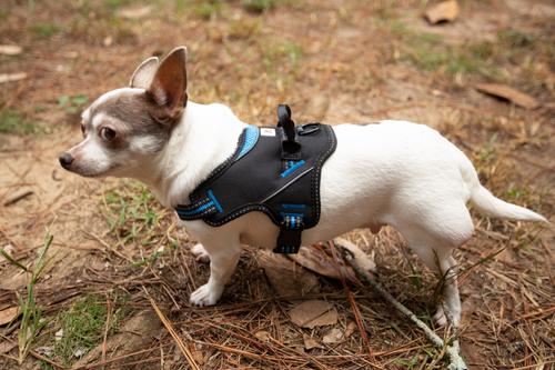 Show full view: Doggy Tales Patented Hart Dog Harness, Blue, 45 slide 3 of 8