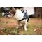 Show in main carousel: Doggy Tales Patented Hart Dog Harness, Blue, 45 slide 5 of 8