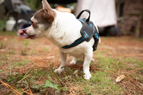 Show full view: Doggy Tales Patented Hart Dog Harness, Blue, 45 slide 5 of 8