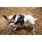 Show in main carousel: Doggy Tales Patented Hart Dog Harness, Blue, 45 slide 6 of 8
