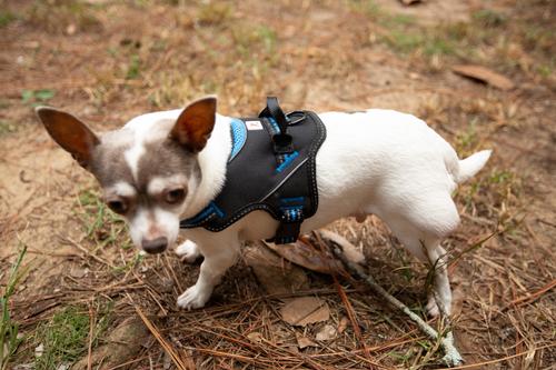 Show full view: Doggy Tales Patented Hart Dog Harness, Blue, 45 slide 6 of 8