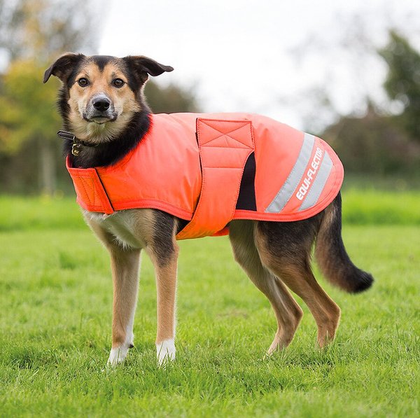 waterproof dog coat small