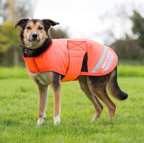 Shires Equestrian Products Equi-Flector Waterproof Dog Coat, Medium slide 1 of 2