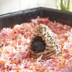 Frisco Tent Small Pet Hideout, Small