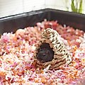 Frisco Tent Small Pet Hideout, Small