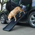 Coziwow by Jaxpety Foldable Dog Vehicle Ramp, Black, 62-in