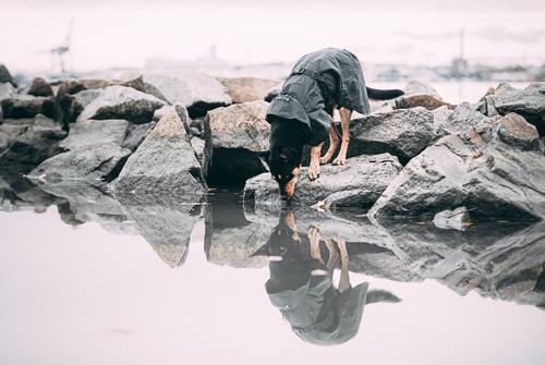Show full view: PAIKKA Visibility Dog Raincoat, 50 slide 9 of 12