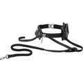 Frisco Outdoor Running Belt with Bungee Dog Leash, Black, ML