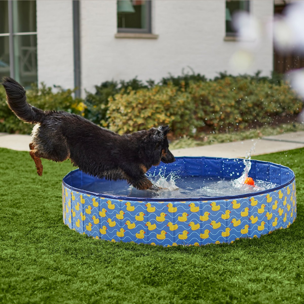 A large black dog jumping into a rubber ducky dog pool.