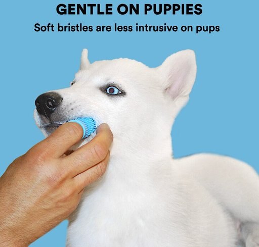 Jasper Finger Dog & Cat Toothbrush, 2 count, Blue
