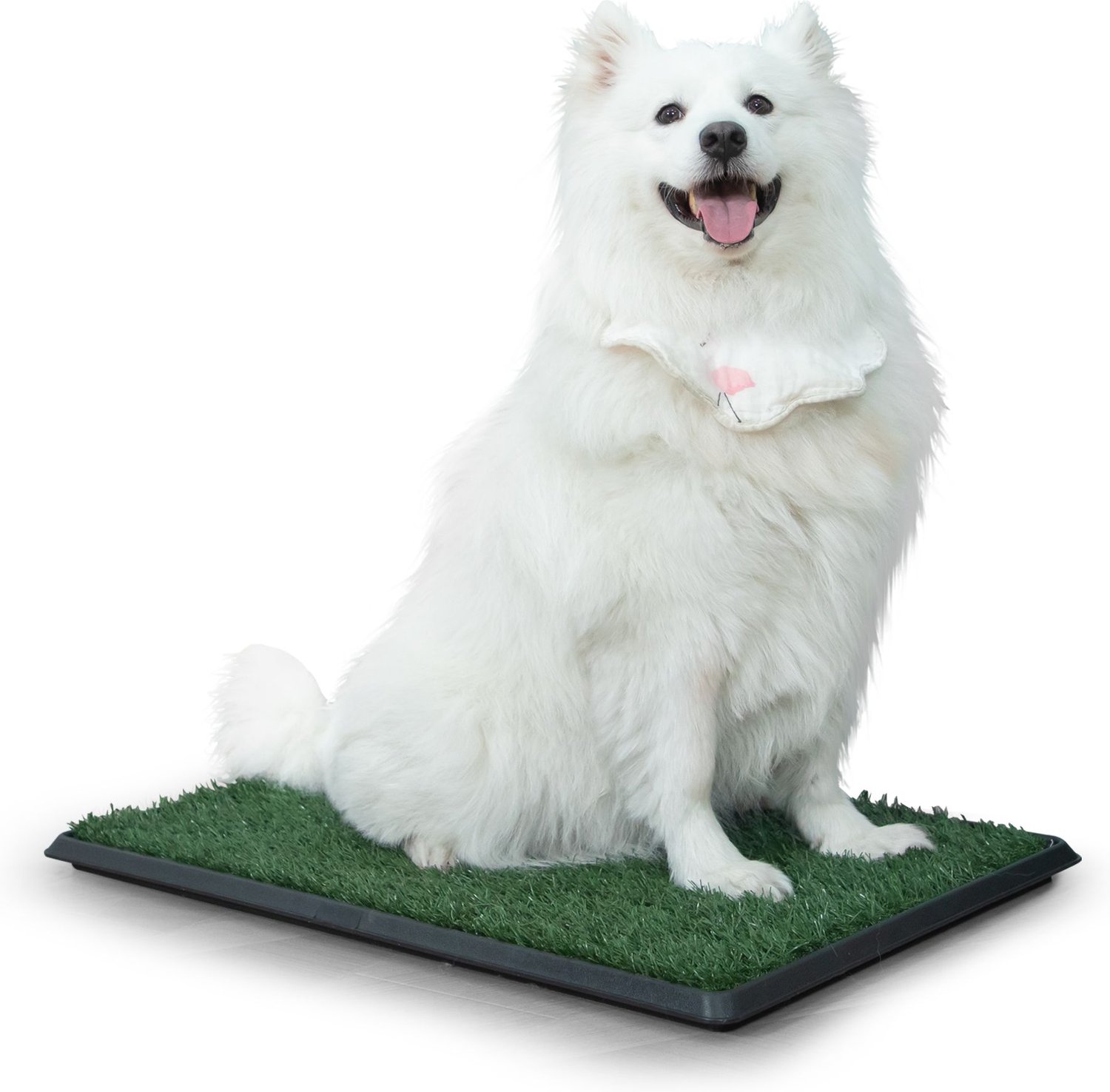 dog bathroom turf