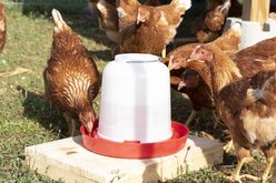 Pet Champion Poultry Drinker, 5-qt slide 2 of 6