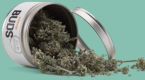 Litterbox.com Buds Catnip, 0.4-oz tin