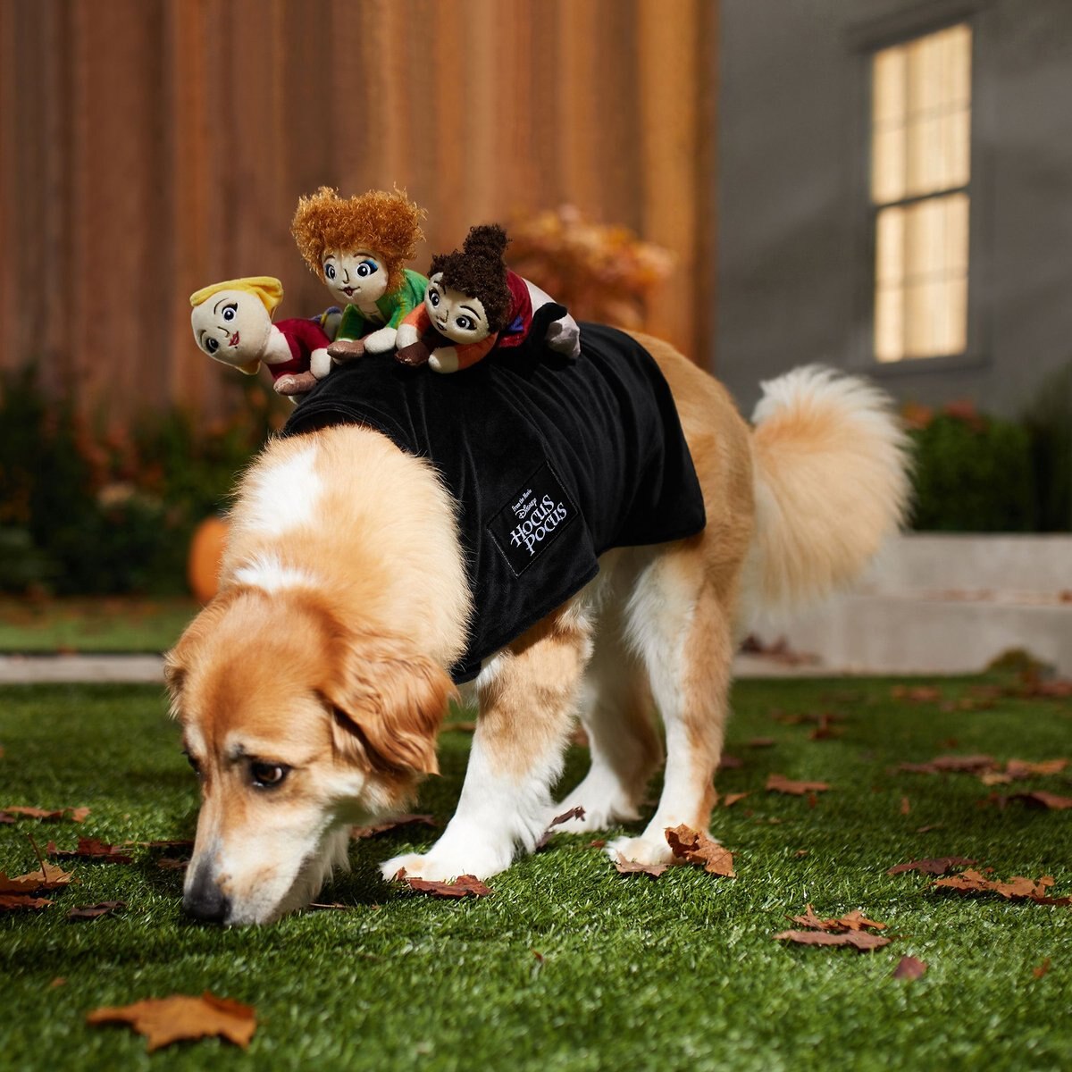 DISNEY Hocus Pocus RideOn Sanderson Sisters Dog & Cat Costume, Medium