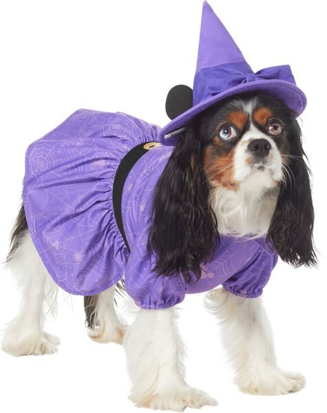 DISNEY Minnie Mouse Witch Dog & Cat Costume, X-Small - Chewy.com